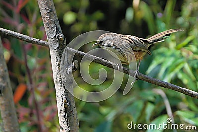 White-browed Bush Dweller Stock Photo