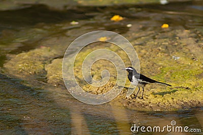 White-browed wagtail Motacilla maderaspatensis in the Hiran river. Stock Photo