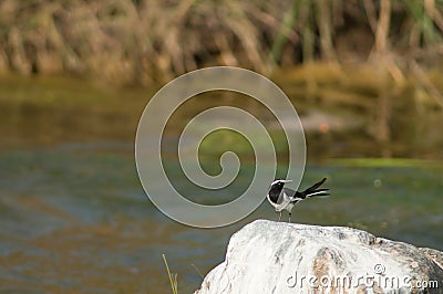 White-browed wagtail Motacilla maderaspatensis on a rock. Stock Photo