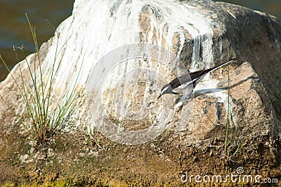 White-browed wagtail Motacilla maderaspatensis on a rock. Stock Photo