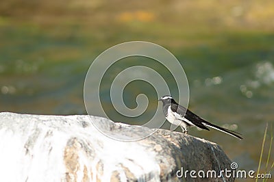 White-browed wagtail Motacilla maderaspatensis on a rock. Stock Photo