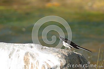 White-browed wagtail Motacilla maderaspatensis on a rock. Stock Photo