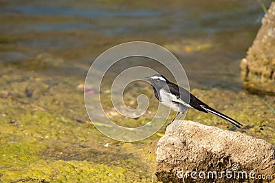 White-browed wagtail Motacilla maderaspatensis on a stone. Stock Photo