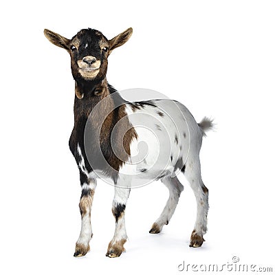 White, brown and black spotted pygmy goat, isolated on white background Stock Photo