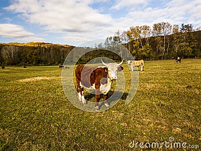 Bull. cows graze on pasture in autumn. cattle in field. livestock and farming. Stock Photo