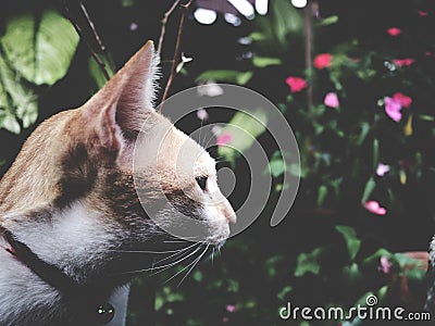 This is a white - brown cat in the garden, soft tone Stock Photo