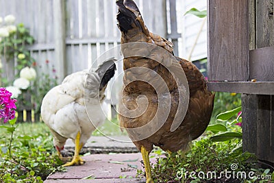 White and Brown Chickens Foraging in Garden with Wooden Fence in Background Stock Photo