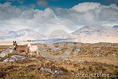 White and brown color donkey in a field, beautiful mountains in the background. Connemara, ireland, county Galway, Warm sunny day Stock Photo