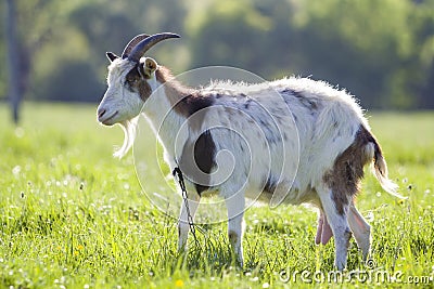 White and brown domestic goat with long steep horns, yellow eyes Stock Photo