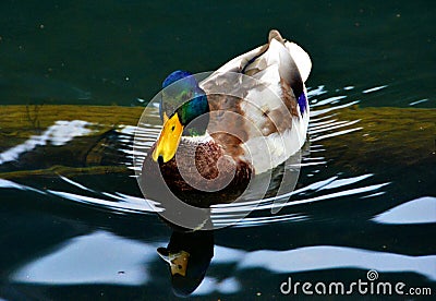 White and brown duck with green head swimming on the surface of the water Stock Photo