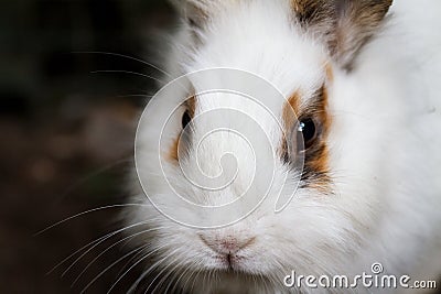 White-brown fluffy rabbit close-up. Stock Photo