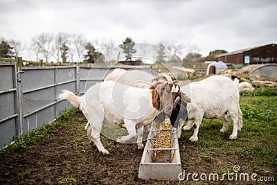 White and brown goats calmly eating grain in a farmyard Stock Photo