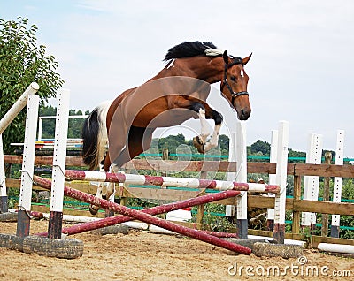 White brown horse Stock Photo