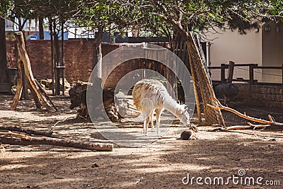 White and brown llama in the small zoo Stock Photo