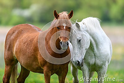 White and brown love horse on field Stock Photo