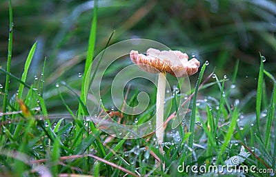 A white and brown mushroom in England Stock Photo
