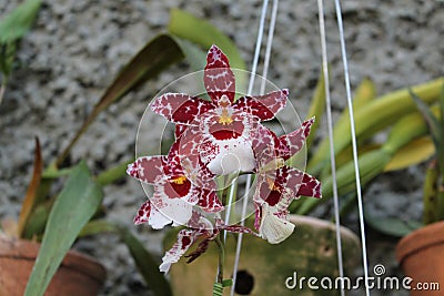 White and Brown Orchid Brazil Stock Photo