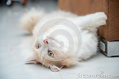 White and brown persian cat with a cute face Stock Photo