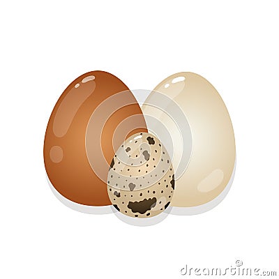White, brown and quail eggs on a white background. Vector Illustration