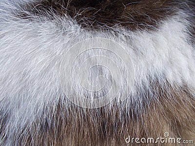 White-brown six cat texture Stock Photo