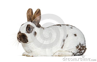 White and brown spotted Rabbit isolated on white Stock Photo