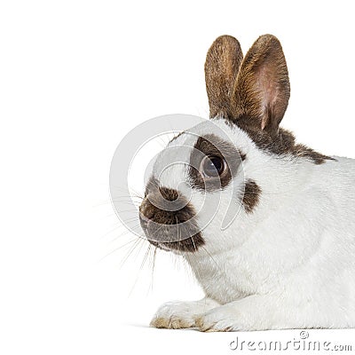 White and brown spotted Rabbit isolated on white Stock Photo