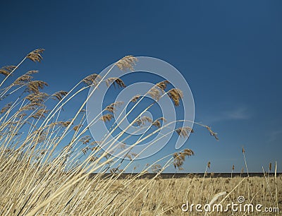 White-brown stems of dry reeds develop in the wind against Stock Photo