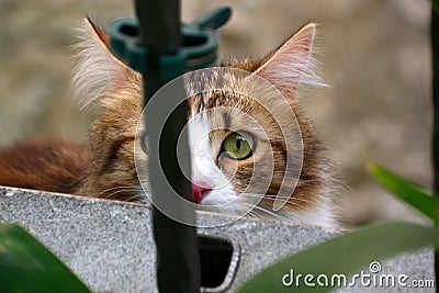 Cat looking directly at the camera lens with one eye behind fence bar Stock Photo