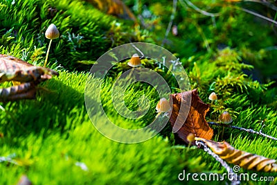 White brown wild mushrooms growing in the moss. Stock Photo