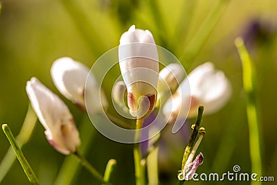 White Buds Begin to Open In Early Spring Stock Photo