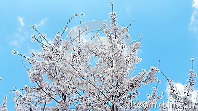 White buds of flowers in the blue clear sky. Stock Photo