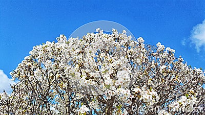 White buds of flowers in the blue clear sky. Stock Photo