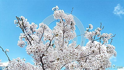 White buds of flowers in the blue clear sky. Stock Photo