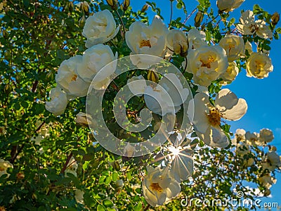 White buds of magnificently blossoming wild rose against the background of the shining sunshine Stock Photo