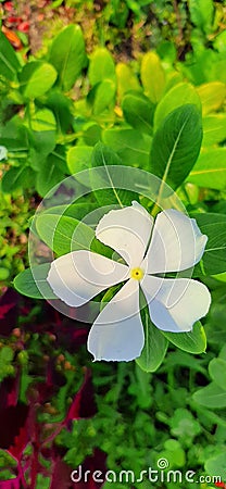 White Buetiful Fresh Flower Natura Stock Photo