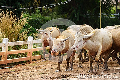 white buffaloes in herd Stock Photo