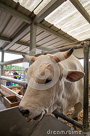 White bull with big horns on a farm Editorial Stock Photo