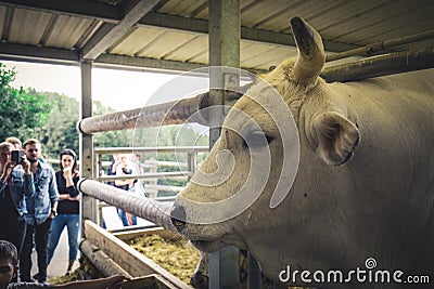 White bull with big horns on a farm Editorial Stock Photo