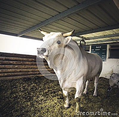 White bull with big horns on a farm Editorial Stock Photo