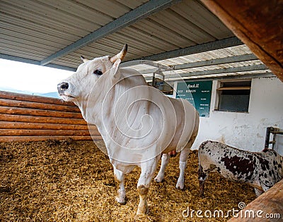 White bull with big horns on a farm Editorial Stock Photo