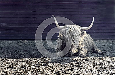 White bull or ox as symbol of 2021 year in chinese calendar on the dark background. New year card, calendar, horoscope Stock Photo