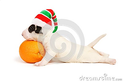 White Bull Terrier Puppy in a cap of the Xmas elf. Stock Photo