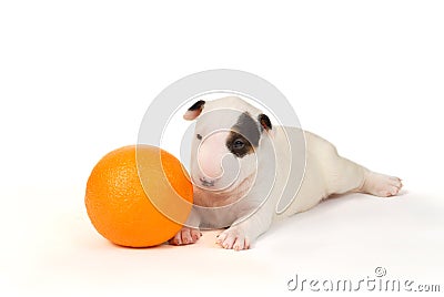 White Bull Terrier puppy playing with orange over white. Stock Photo