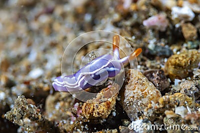 White-bump Sapsucking Slug Thuridilla albopustulosa Stock Photo