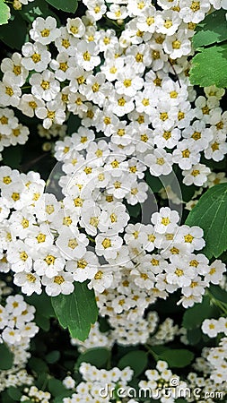 White bunch of flowers. Stock Photo