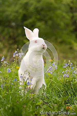 White bunny Stock Photo