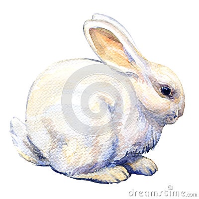 White bunny rabbit isolated, watercolor illustration Cartoon Illustration