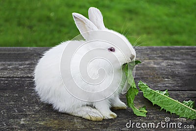 White bunny rabbit outdoors. Little, cute, sit and eat leav in garden Stock Photo