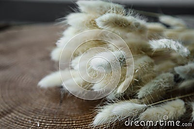 white bunny(rabbit) tail grass, lagurus dry flower bouquet on wooden background. Stock Photo