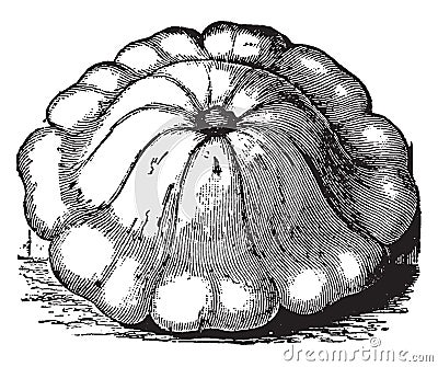 White Bush Squash vintage illustration Vector Illustration